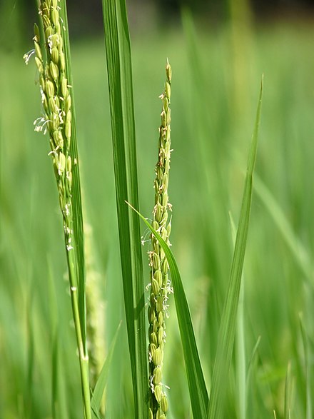 rice